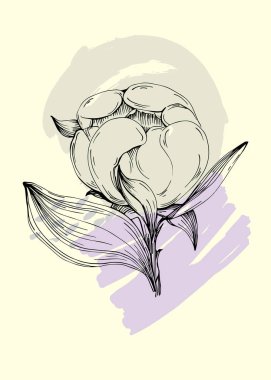 Şakayık botanik duvar sanatı. Şakayıklar soyut şekilli çizim çizerler. Baskı, kapak, duvar kağıdı, asgari ve doğal duvar sanatı için soyut bitki sanatı tasarımı.