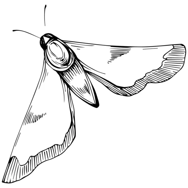 Sketch Insect Butterfly Drawing Illustration - Stok Vektor