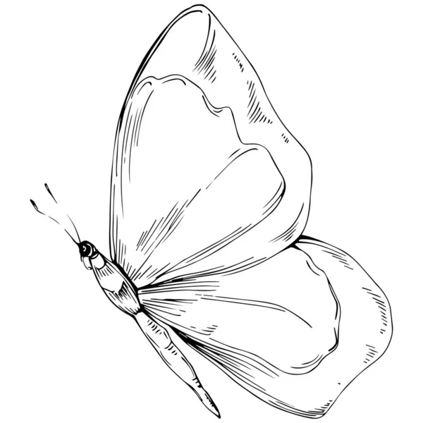 Croquis Dessin Papillon Insecte Illustration — Image vectorielle