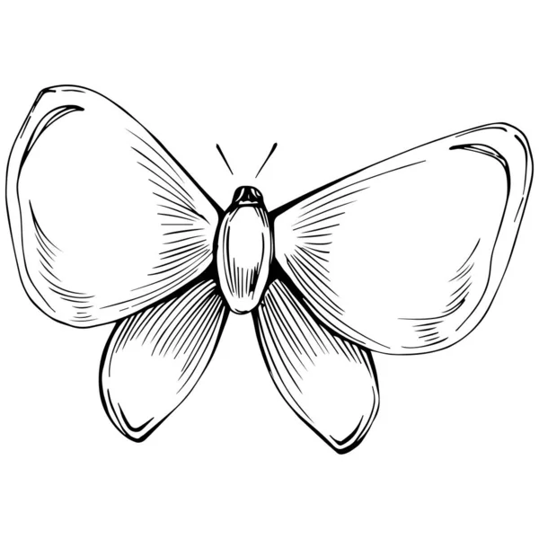 Schizzo Insetto Farfalla Disegno Illustrazione — Vettoriale Stock