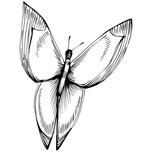 Szkic Owad Motyl Rysunek Ilustracja — Wektor stockowy