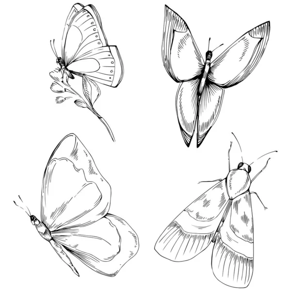 Kelebek böceklerinin çizdiği çizim çizimi. Vahşi doğa oymalı stil çizimi. Ayrıntılı hayvan ürünü taslağı. Tasarım logosu, menü, etiket, simge, pul için en iyisi.