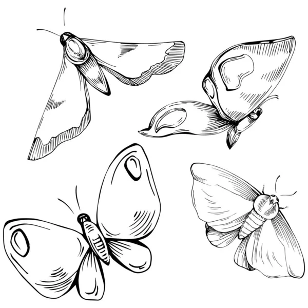 Kelebek böceklerinin çizdiği çizim çizimi. Vahşi doğa oymalı stil çizimi. Ayrıntılı hayvan ürünü taslağı. Tasarım logosu, menü, etiket, simge, pul için en iyisi.