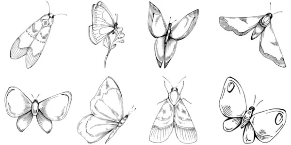 Sketch Serangga Kupu Kupu Menggambar Ilustrasi Ilustrasi Gaya Terukir Alam - Stok Vektor