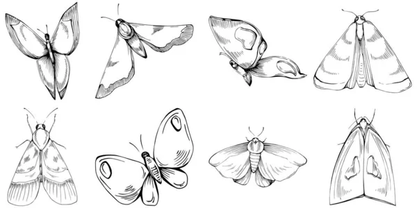 Bosquejo Insectos Mariposa Dibujo Ilustración Naturaleza Salvaje Grabado Estilo Ilustración — Vector de stock