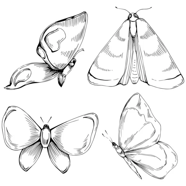 Sketch Rovarok Pillangó Rajz Illusztráció Vad Természet Gravírozott Stílus Illusztráció — Stock Vector