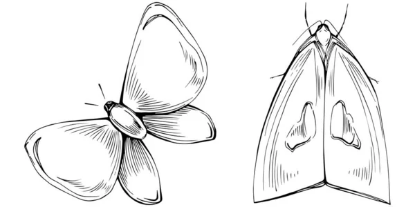 Bosquejo Insectos Mariposa Dibujo Ilustración Naturaleza Salvaje Grabado Estilo Ilustración — Vector de stock