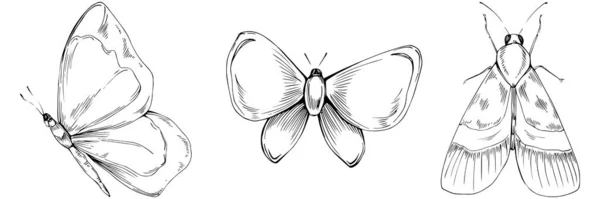 Schets Insecten Vlinder Tekening Illustratie Wilde Natuur Gegraveerde Stijl Illustratie — Stockvector