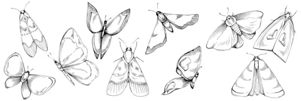 Εικονογράφηση Σχεδίασης Εντόμων Πεταλούδων Άγρια Φύση Χαραγμένο Στυλ Εικονογράφηση Λεπτομερές — Διανυσματικό Αρχείο