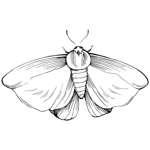 Schets Insect Vlinder Tekening Illustratie — Stockvector