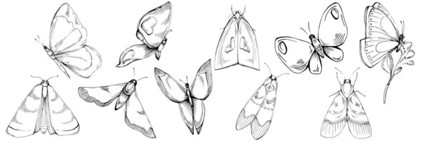 Croquis Insectes Papillon Dessin Illustration Illustration Style Gravé Nature Sauvage — Image vectorielle