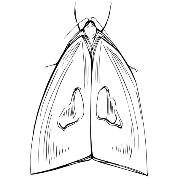 Desenho Inseto Borboleta Desenho Ilustração — Vetor de Stock