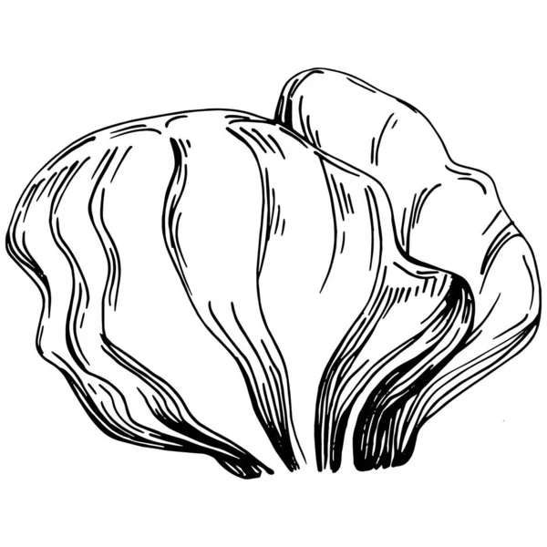 Hand Drawn Corals Isolated White Sketch Drawing — ストックベクタ