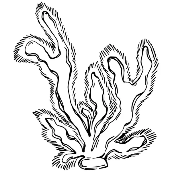 Κοράλλια Ζωγραφισμένα Στο Χέρι Απομονωμένα Στο Λευκό Σχέδιο Σκακιού — Διανυσματικό Αρχείο