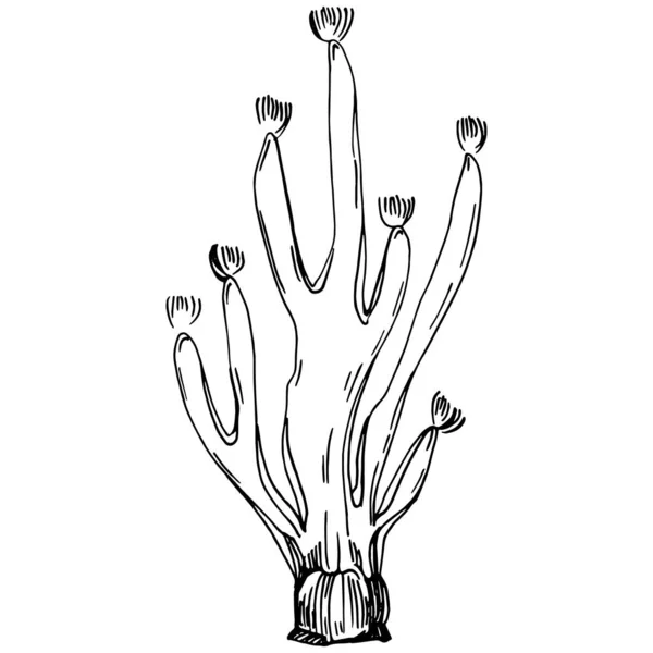 Hand Drawn Corals Isolated White Sketch Drawing — Image vectorielle