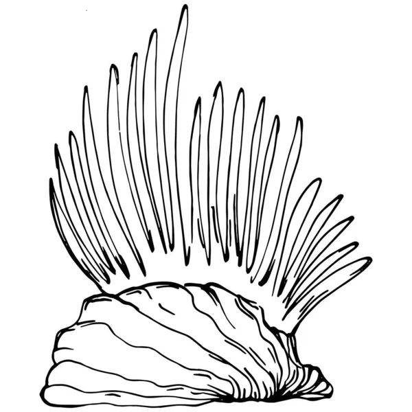 Hand Drawn Corals Isolated White Sketch Drawing — Vettoriale Stock