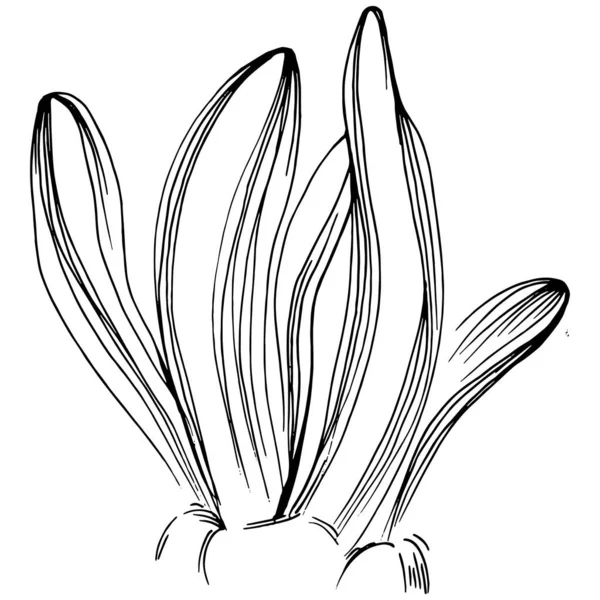 Elle çizilmiş mercanlar beyaza izole edilmiş. Çizim