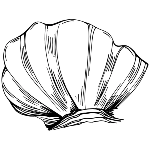 Elle çizilmiş mercanlar beyaza izole edilmiş. Çizim