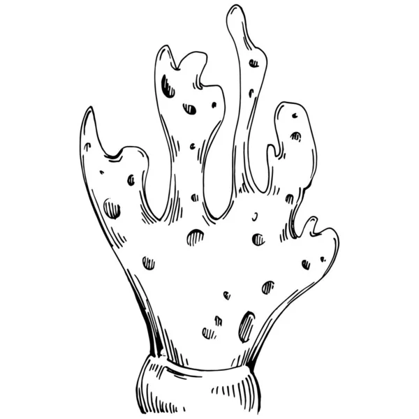 Corais Desenhados Mão Isolados Branco Desenho Esboço —  Vetores de Stock