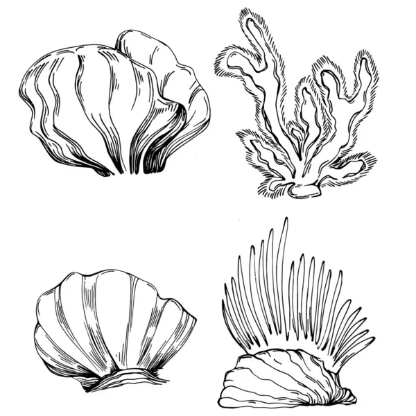 Hand Drawn Corals Isolated White Sketch Drawing — 图库矢量图片
