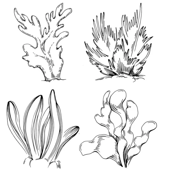 Elle çizilmiş mercanlar beyaza izole edilmiş. Çizim