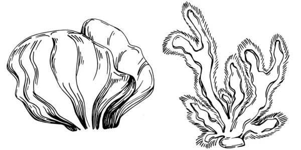 Corales Dibujados Mano Aislados Blanco Dibujo Del Boceto — Archivo Imágenes Vectoriales