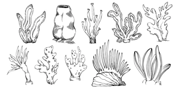 Elle çizilmiş mercanlar beyaza izole edilmiş. Çizim