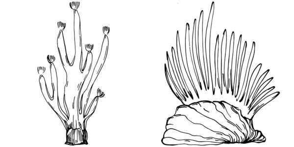 Hand Drawn Corals Isolated White Sketch Drawing — Vector de stock