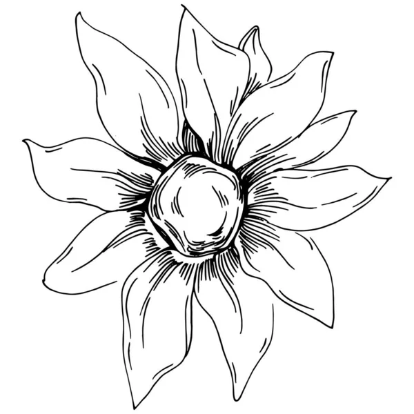 Ayçiçeği yazı. İzole botanik çiçeği, yapraklar. Siyah ve beyaz oymalı mürekkep resimleri. Yaprak bitkisi, botanik bahçesi çiçek yaprakları. Yaban çiçeği yaprağı çizim elementi.