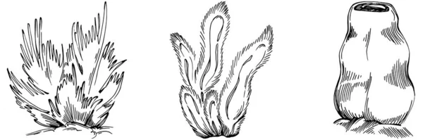 Coralli Disegnati Mano Isolati Bianco Disegno Schizzo — Vettoriale Stock