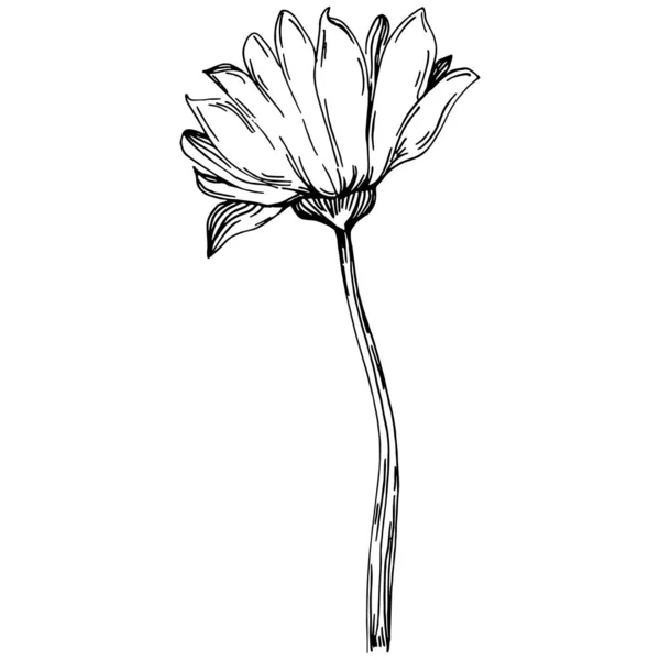 Verano Girasol Flor Botánica Aislada Hojas Dibujo Grabado Blanco Negro — Vector de stock