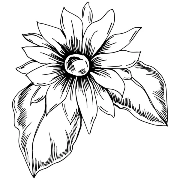 夏のひまわり 孤立した植物の花 黒と白の彫刻スケッチインクアート 葉植物植物園花の葉 ワイルドフラワードローイングリーフイラスト要素 — ストックベクタ