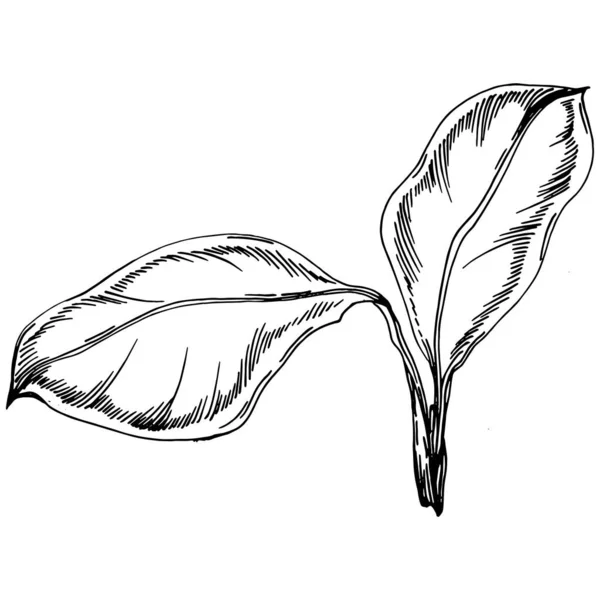 夏のひまわり 孤立した植物の花 黒と白の彫刻スケッチインクアート 葉植物植物園花の葉 ワイルドフラワードローイングリーフイラスト要素 — ストックベクタ