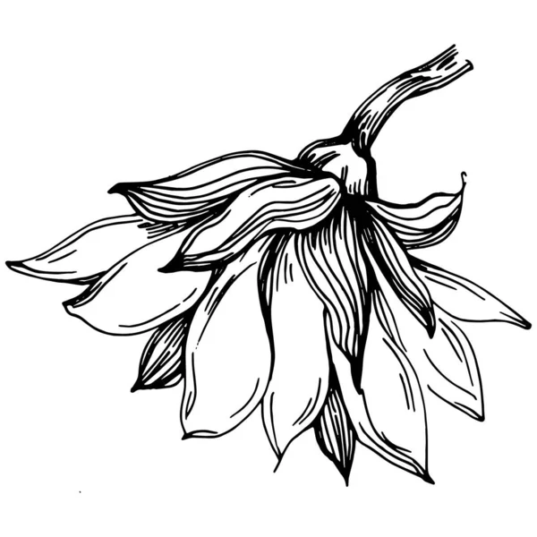 Tournesol Été Fleur Botanique Isolée Feuilles Encre Croquis Gravée Noir — Image vectorielle