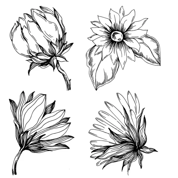 Ayçiçeği yazı. İzole botanik çiçeği, yapraklar. Siyah ve beyaz oymalı mürekkep resimleri. Yaprak bitkisi, botanik bahçesi çiçek yaprakları. Yaban çiçeği yaprağı çizim elementi.