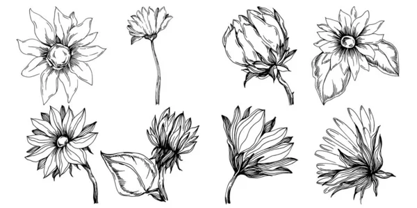 向日葵夏天孤立的植物花 黑白素描水墨艺术 叶子植物植物园 花卉叶 野花绘图叶图元素 — 图库矢量图片