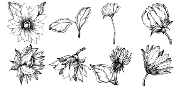 Ayçiçeği yazı. İzole botanik çiçeği, yapraklar. Siyah ve beyaz oymalı mürekkep resimleri. Yaprak bitkisi, botanik bahçesi çiçek yaprakları. Yaban çiçeği yaprağı çizim elementi.