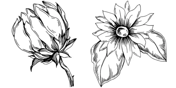 Ayçiçeği yazı. İzole botanik çiçeği, yapraklar. Siyah ve beyaz oymalı mürekkep resimleri. Yaprak bitkisi, botanik bahçesi çiçek yaprakları. Yaban çiçeği yaprağı çizim elementi.