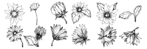 Tournesol Été Fleur Botanique Isolée Feuilles Encre Croquis Gravée Noir — Image vectorielle