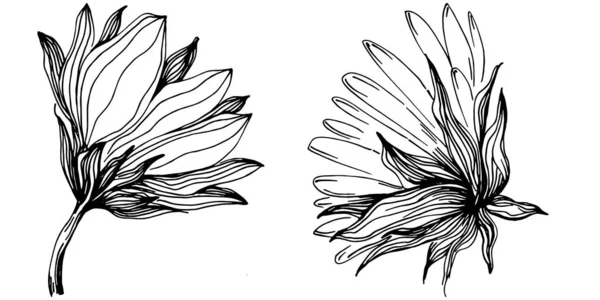 Verano Girasol Flor Botánica Aislada Hojas Dibujo Grabado Blanco Negro — Vector de stock