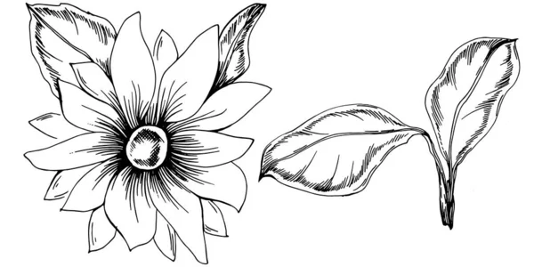 Verão Girassol Flor Botânica Isolada Folhas Arte Tinta Esboço Gravada — Vetor de Stock