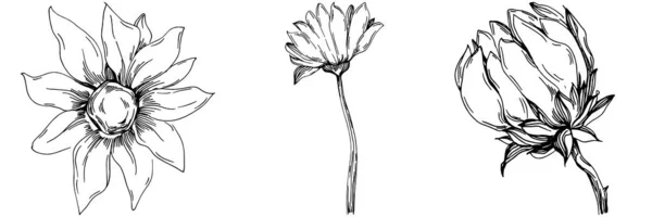 Verano Girasol Flor Botánica Aislada Hojas Dibujo Grabado Blanco Negro — Vector de stock