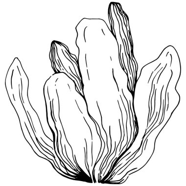 Elle çizilmiş mercanlar beyaza izole edilmiş. Çizim