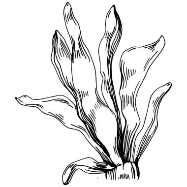 Elle çizilmiş mercanlar beyaza izole edilmiş. Çizim