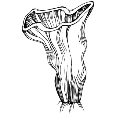 Elle çizilmiş mercanlar beyaza izole edilmiş. Çizim