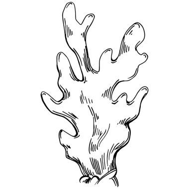 Elle çizilmiş mercanlar beyaza izole edilmiş. Çizim