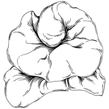 Elle çizilmiş mercanlar beyaza izole edilmiş. Çizim