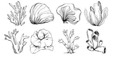 Elle çizilmiş mercanlar beyaza izole edilmiş. Çizim