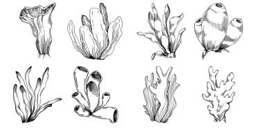 Elle çizilmiş mercanlar beyaza izole edilmiş. Çizim