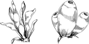 Elle çizilmiş mercanlar beyaza izole edilmiş. Çizim